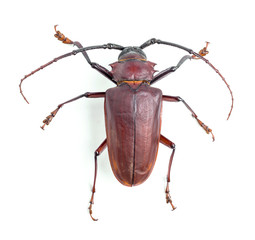 brown scarab beetle