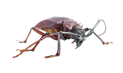 brown scarab beetle