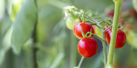 Little red cherry tomatoes
