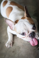 french bulldog so cute and funny to see him