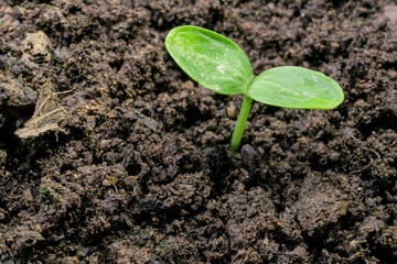 Young sprout