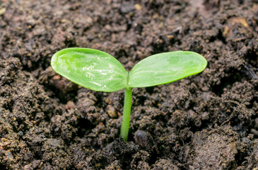 Young sprout