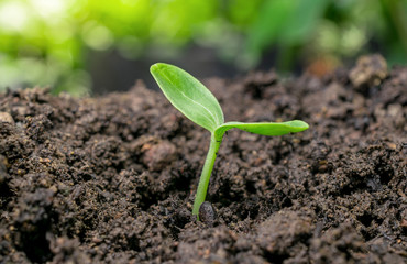 Young sprout