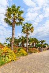 Palm trees on coastal promenade along ocean in Playa Blanca town, Lanzarote, Canary Islands, Spain