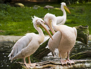 Turtelnde und spielende Pelikane