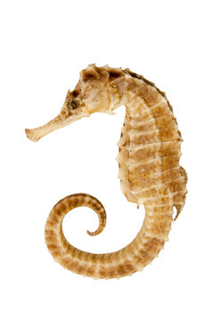 Seahorse On Isolated