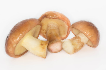 annulated boletus isolated