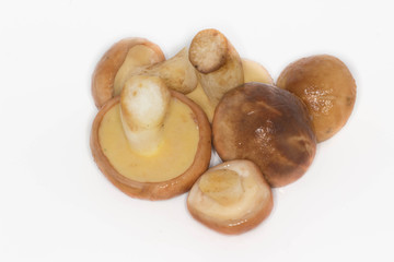annulated boletus  isolated