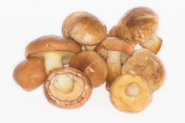 annulated boletus