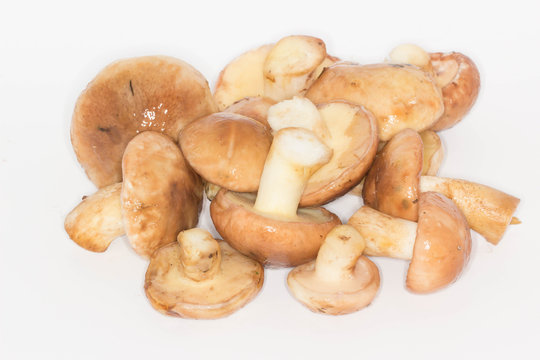 annulated boletus  isolated