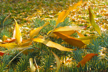 Fraxinus excelsior Ash tree golden fallen leaves on silvertip fir needles