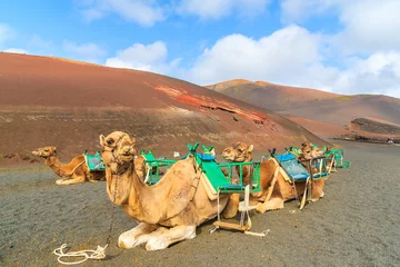 Fototapete Rund Camels in Timanfaya National Park waiting for tourists, Lanzarote, Canary Islands, Spain © pkazmierczak