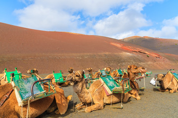 Camels in Timanfaya National Park waiting for tourists, Lanzarote, Canary Islands, Spain