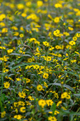 Obraz premium Blumen