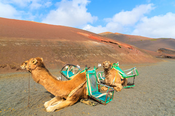 Fototapeta premium Camels in Timanfaya National Park waiting for tourists, Lanzarote, Canary Islands, Spain
