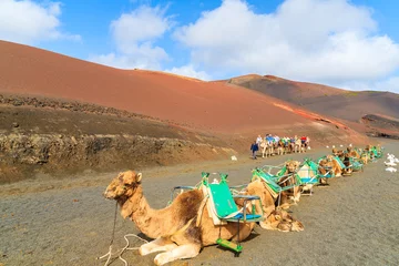 Fototapete Rund Camels in Timanfaya National Park waiting for tourists before taking them for a ride to volcanic mountains, Lanzarote, Canary Islands, Spain © pkazmierczak
