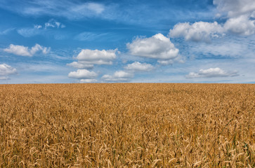 Naklejka premium Kornfeld