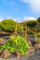 Fototapeta na wymiar Tropical cactus garden in Guatiza village, Lanzarote, Canary Islands, Spain