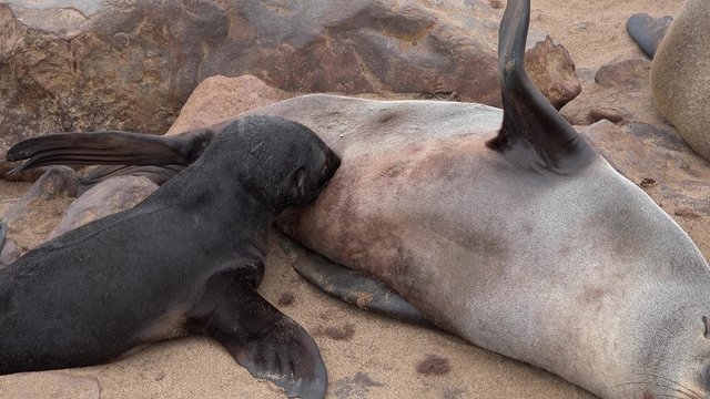 Brown Fur Seal (Arctocephalus Pusillus) suckle the baby at Cape Cross, Skeleton Coast (Namibia)