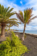 Fototapeta na wymiar Tropical palm trees on Playa Blanca coastal promenade along ocean, Lanzarote, Canary Islands, Spain
