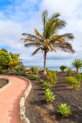 Walking alley and tropical palm tree on Playa Blanca coastal promenade, Lanzarote, Canary Islands, Spain