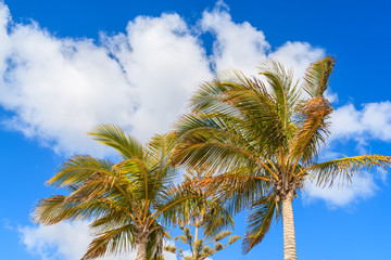 Palm trees against blue sky background with clouds, Lanzarote, Canary Islands, Spain