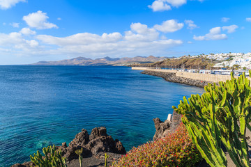 Green cactus plant on ocean coast in Puerto del Carmen holiday town, Lanzarote, Canary Islands, Spain