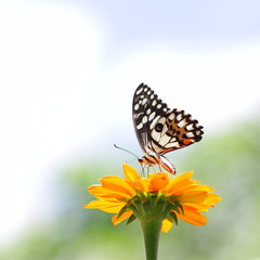 Butterfly on Zinnia flower