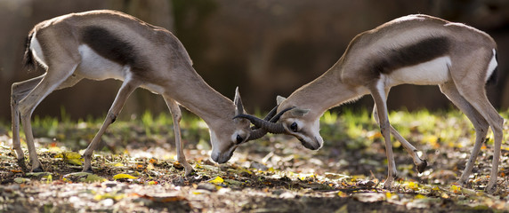 head to head confrontation between two Speke's gazelles