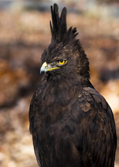 close-up portrait of a crested eagle