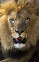 vertical banner of a male lion closeup