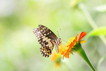 Butterfly on Zinnia flower
