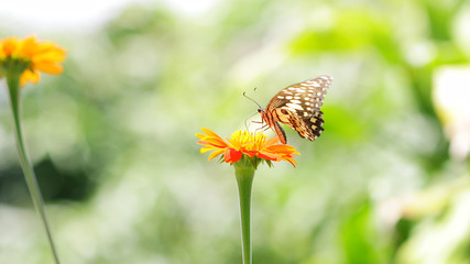 Obraz premium Butterfly on Zinnia flower