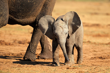 A cute baby African elephant (Loxodonta africana), Addo Elephant National Park, South Africa