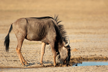 Blue wildebeest (Connochaetes taurinus) at a waterhole, Kalahari desert, South Africa