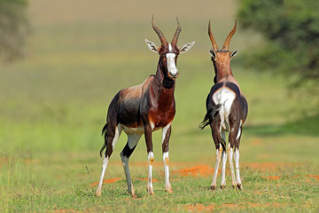 A pair of bontebok antelopes (Damaliscus pygargus dorcas), South Africa