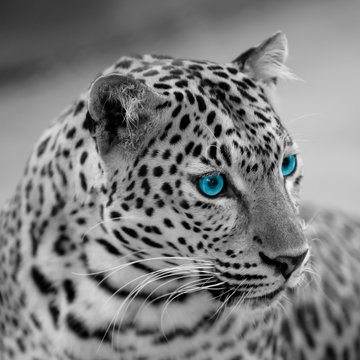  leopard
