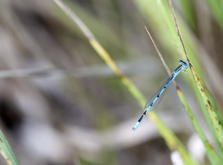 Double-striped Bluet on Grass Stalk (Enallagma basidens)