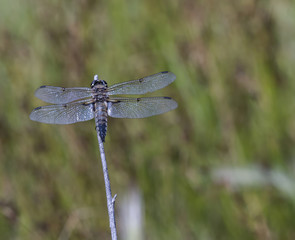 Four-spotted Skimmer Dragonfly on Branch (Libellula quadrimaculata)