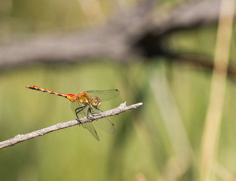 Band-winged Meadowhawk Dragonfly on Branch (Sympetrum semicinctum)