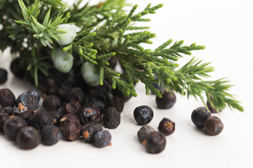 Juniper plant with berries