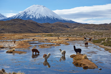 Alpaca grazing in a wetland area, also known as a bofedal in Spanish,  at the base of the snow...