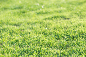 Bright Green grass background texture