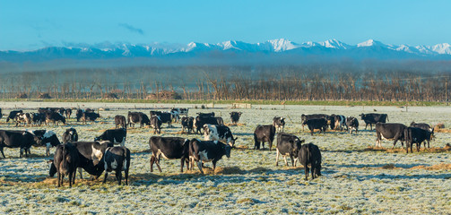Fototapeta na wymiar Cows Winter Breakfast