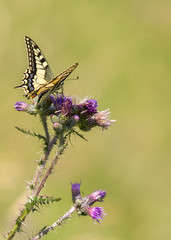 le machaon