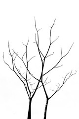 Dead Tree without Leaves