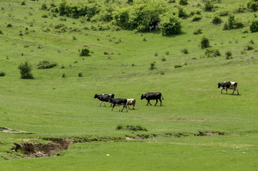 Background of field with grass and trees, Zavet, Bulgaria