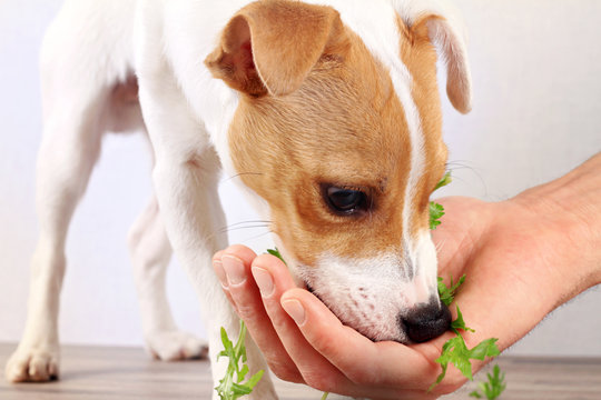 Jack Russell Terrier Eating Salad. Vegetarian Dog