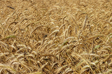 Ripe wheat in the field background

