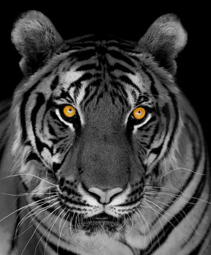 tiger